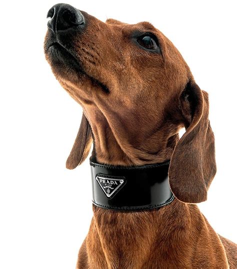 prada pet bandana